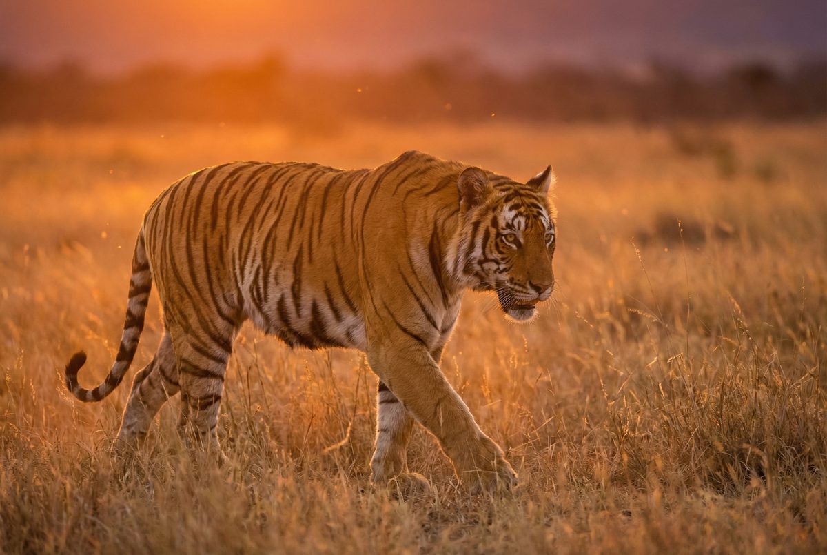 17c一起草动物MV视频 动物写真MV视频演示